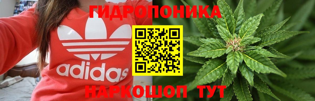 Каннабис планчик Сланцы